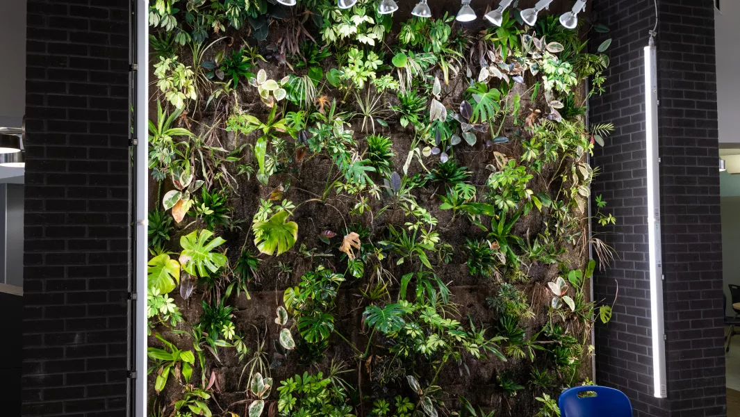 Image of living wall filled with plant life inside the McIntyre Building 