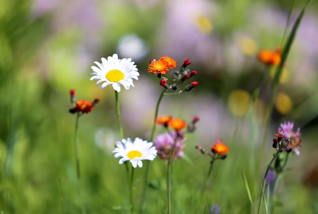 Wildflowers