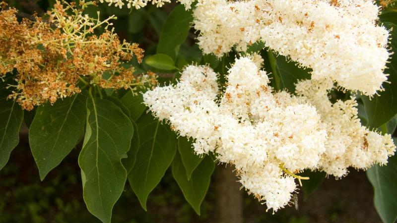 Common Lilac Confederation College