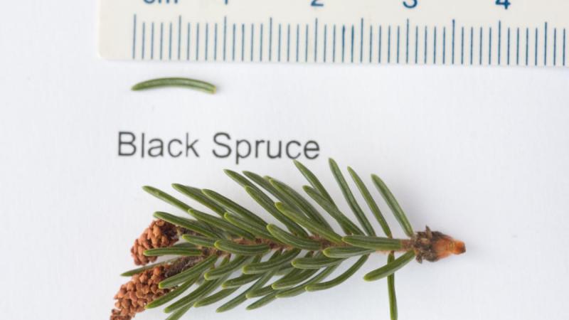 Black Spruce | Confederation College