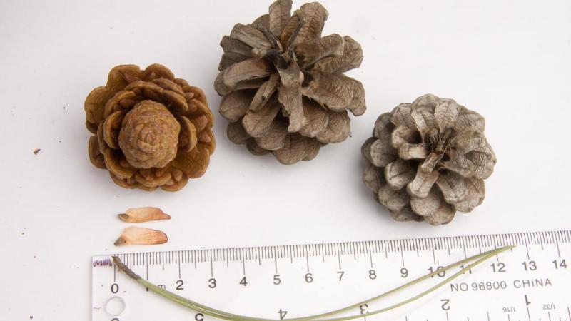 red pine tree cones