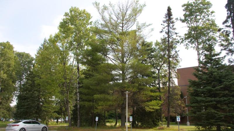 Eastern White Pine | Confederation College