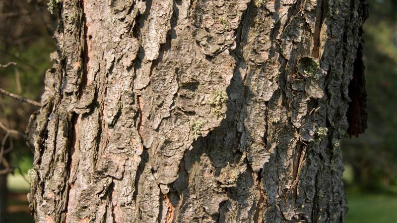 Jack Pine tree