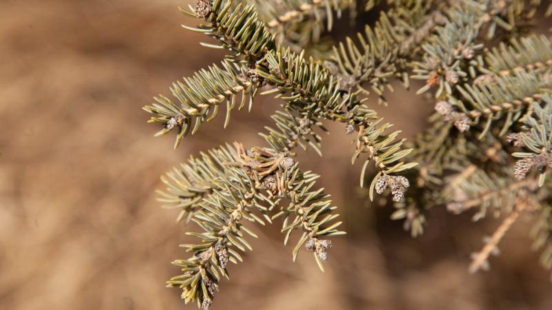 White Spruce | Confederation College