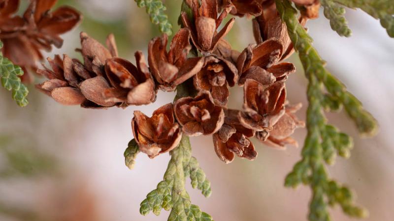 Eastern White-Cedar | Confederation College
