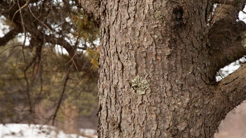 Jack Pine | Confederation College