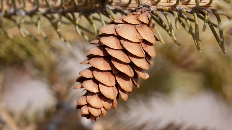 White Spruce | Confederation College