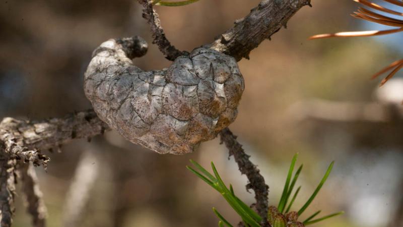 Jack Pine Confederation College