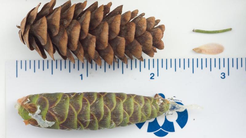 White Spruce | Confederation College