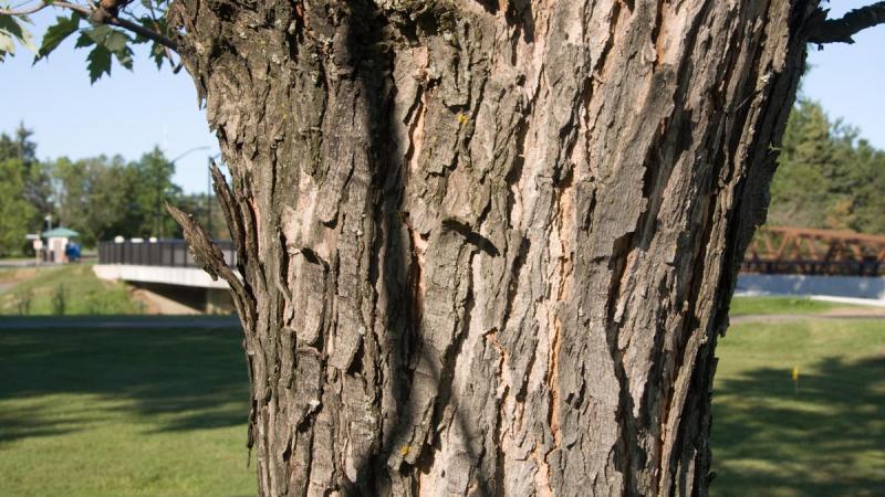 Silver Maple Confederation College