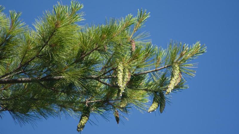 Eastern White Pine Confederation College
