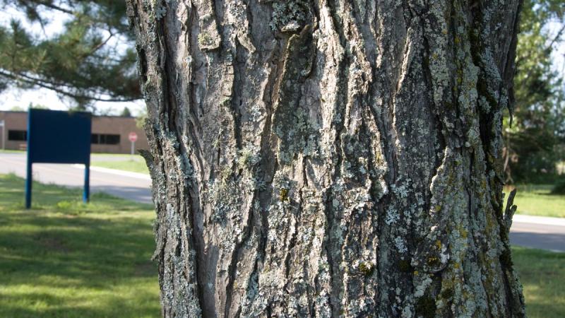 Silver Maple Confederation College