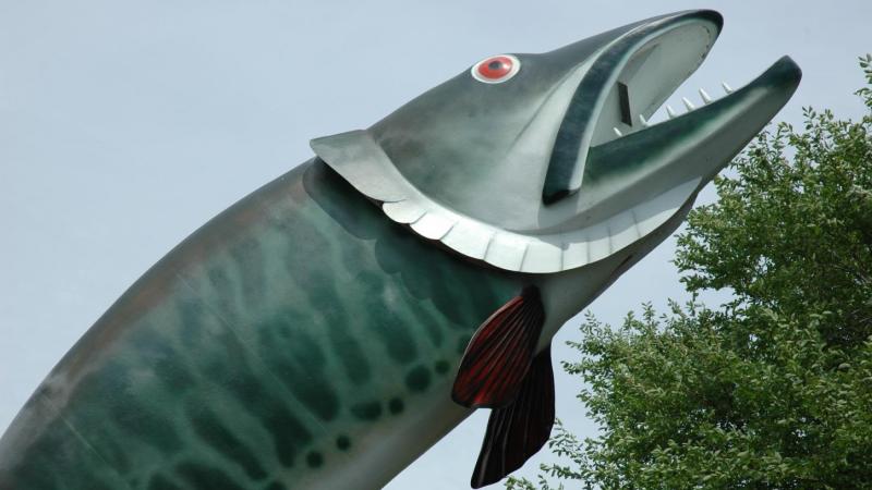 Husky The Muskie - Kenora Mascot