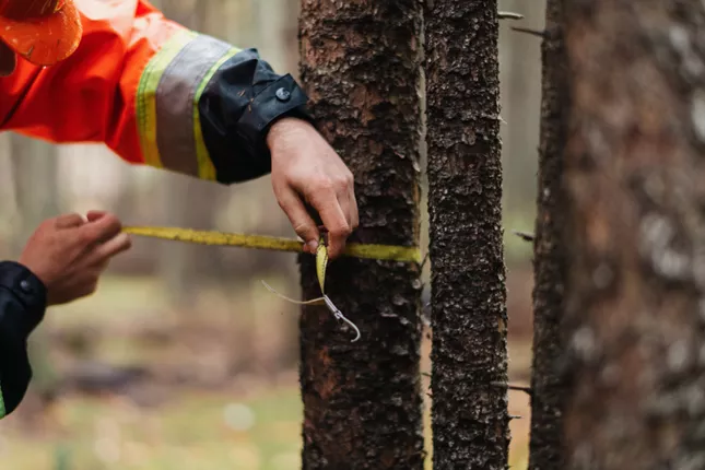 Forest and Environmental Management