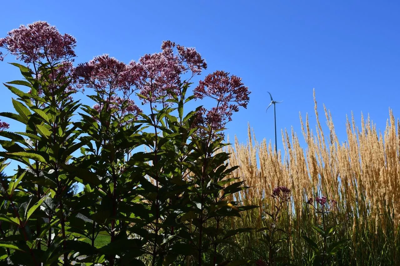 Confederation College’s signing of the SDG Accord advances its longstanding College-wide sustainability effort which has included numerous initiatives across the past decade including the addition of low-impact development sites on campus (pictured)